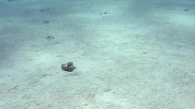 The bottom of the ocean displays sand and light from above. Animals move around and create tracks on the ocean floor. Different behaviors are noticeable in the shallow water habitat.
