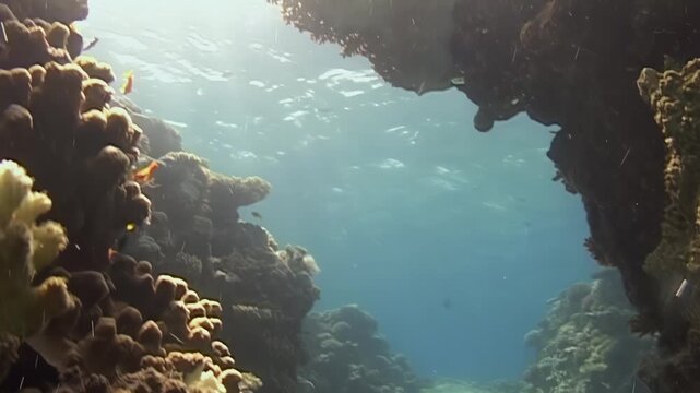 Underwater footage shows coral structures and marine life in a shallow reef environment. The clear blue water fills the frames as fish swim among corals throughout the day.