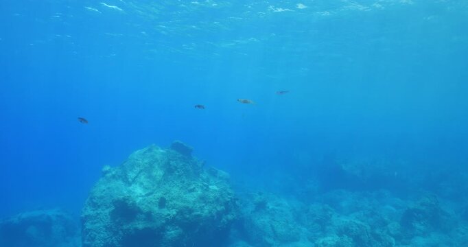 calamar scenery underwater with sun beams and sun rays swim  cephalopod loligo vulgaris