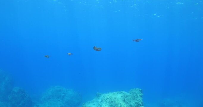 calamar scenery underwater with sun beams and sun rays swim  cephalopod loligo vulgaris