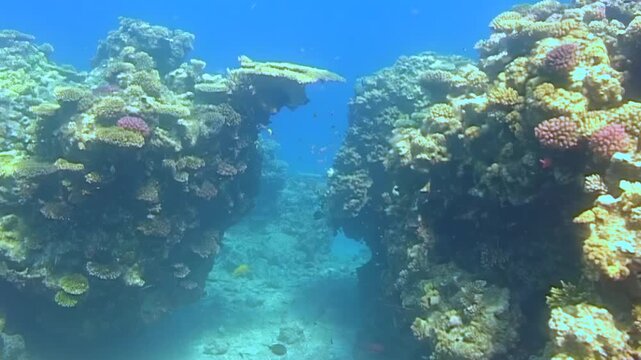 Sunlight filters through deep blue water onto diverse coral structures and small fish swimming in a rocky underwater passage during the day.