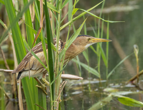 Little bittern (Ixobrychus minutus) hiding and perched on green reeds over water, side view profile