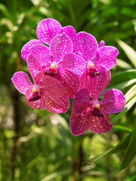 Purple Vanda orchid in Thailand garden. Green garden on background