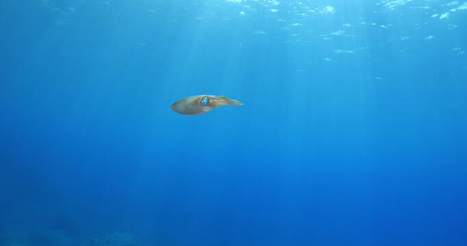 calamar scenery underwater with sun beams and sun rays swim  cephalopod loligo vulgaris