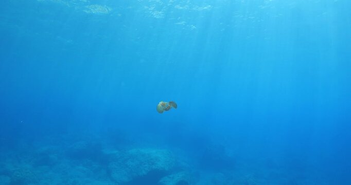 calamar scenery underwater with sun beams and sun rays swim  cephalopod loligo vulgaris