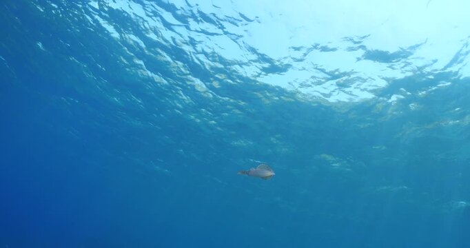 calamar scenery underwater with sun beams and sun rays swim  cephalopod loligo vulgaris