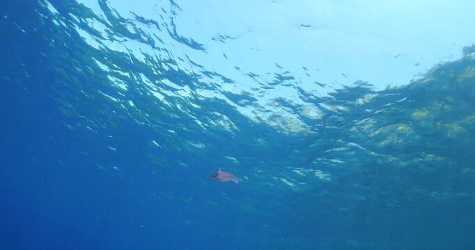 calamar scenery underwater with sun beams and sun rays swim  cephalopod loligo vulgaris
