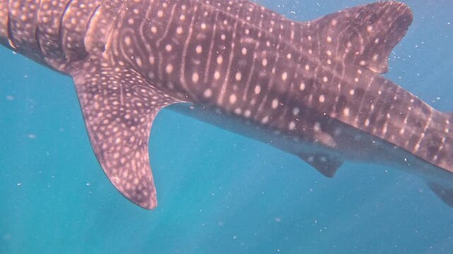 A massive whale shark swims in murky water while local people feed it small fish to keep it nearby for tourists to see and swim with it.