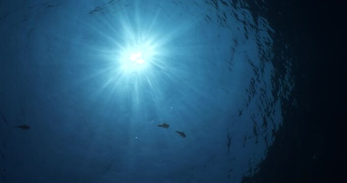 calamar scenery underwater with sun beams and sun rays swim  cephalopod loligo vulgaris