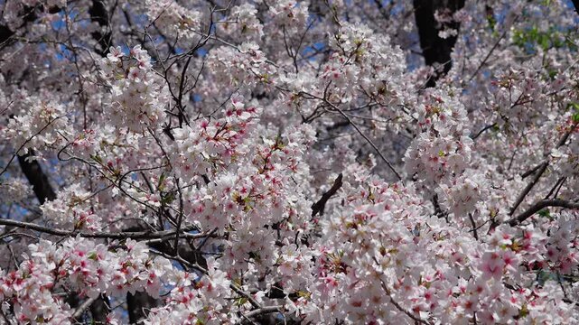 Full bloom Yoshino cherry blossom flowers swaying in gentle spring breeze in 4K