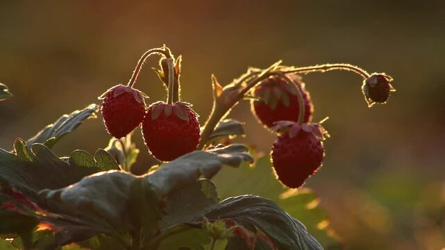 Dreamy organic strawberry field shows organic farming and organic strawberries with red berries and ripe strawberry fruits as delicious snacks and healthy snacks in evening sunset and close-up view