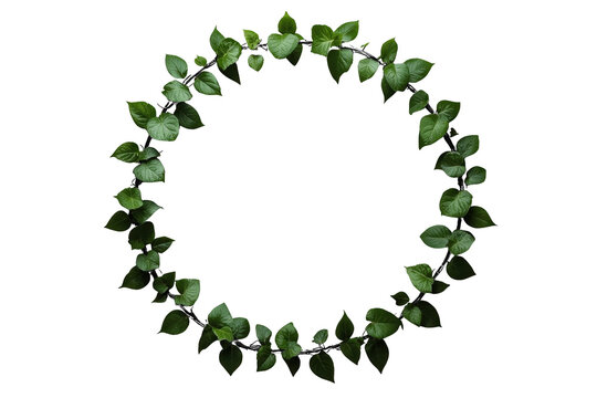 Loose circular wreath of green leaves and vines