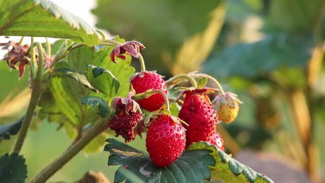 Organic strawberry field shows organic farming and organic strawberries with red berries and ripe strawberry fruits as delicious snacks and healthy snacks in evening sunset and close-up view of fruits