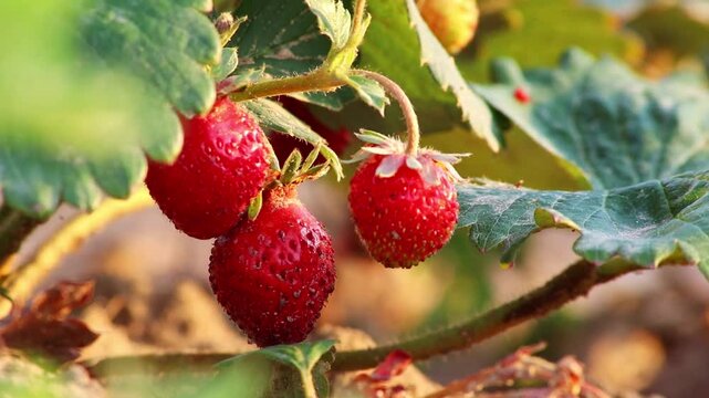 Organic strawberry field shows organic farming and organic strawberries with red berries and ripe strawberry fruits as delicious snacks and healthy snacks in evening sunset and close-up view of fruits