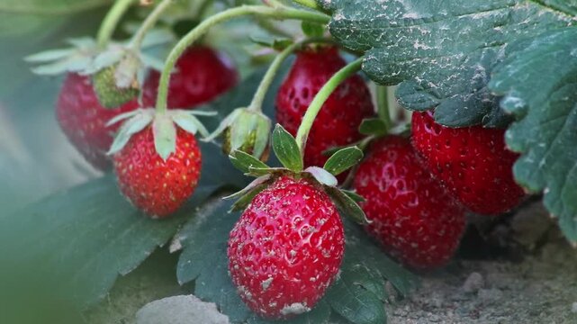 Organic strawberry field shows organic farming and organic strawberries with red berries and ripe strawberry fruits as delicious snacks and healthy snacks in evening sunset and close-up view of fruits