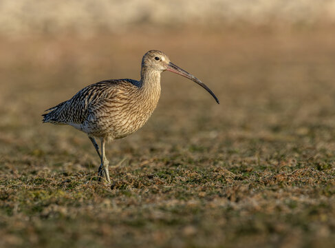 Eurasian curlew (Numenius arquata) walking on coastal mudflat, long curved bill closeup side view