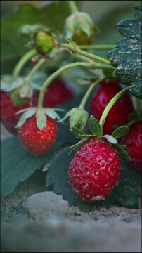Vertical video of strawberry field shows organic farming and organic strawberries with red berries and ripe strawberry fruits as delicious snacks and healthy snacks. Sustainable farming close-up view.