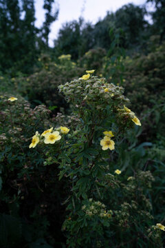 Dasiphora fruticosa flower grows in the garden