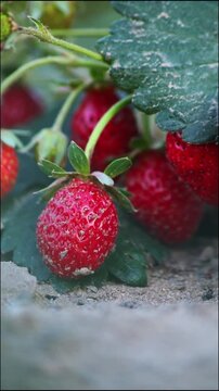 Vertical video of strawberry field shows organic farming and organic strawberries with red berries and ripe strawberry fruits as delicious snacks and healthy snacks. Sustainable farming close-up view.