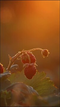 Vertical video of dreamy mood strawberry field shows organic farming and organic strawberries with red berries and ripe strawberry fruits as delicious snacks and healthy snacks in evening sunset.