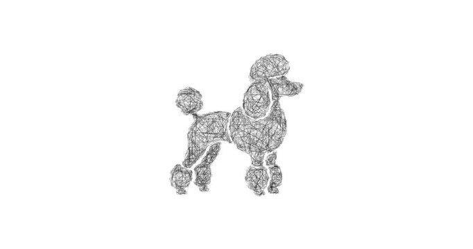 Sketch poodle icon animation - smooth progressive reveal