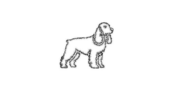 Sketch cocker spaniel icon animation - smooth progressive reveal