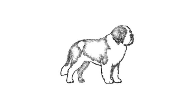 Sketch saint bernard icon animation - smooth progressive reveal