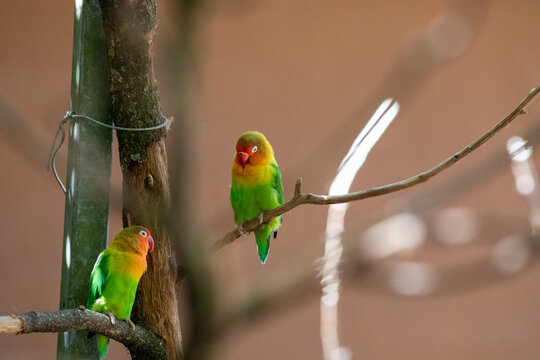 Lovebirds on a branch