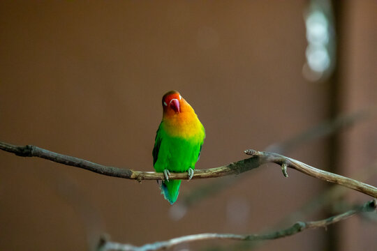 Lovebirds in a French zoo