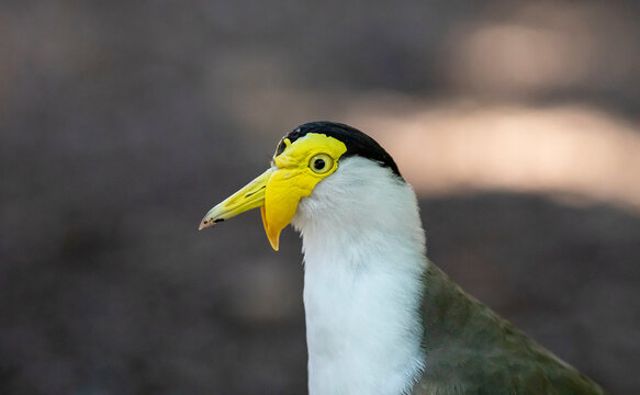 Close up of a masked lapwing