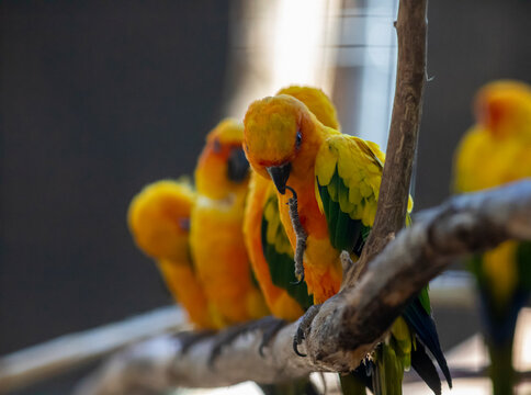 yellow macaw