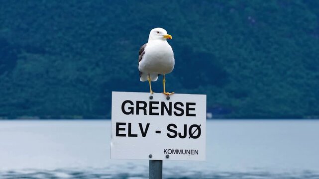 View of a seagull perched on a sign reading Grense Elv - Sjo in the Valldal area of Sylte, More og Romsdal, Norway.