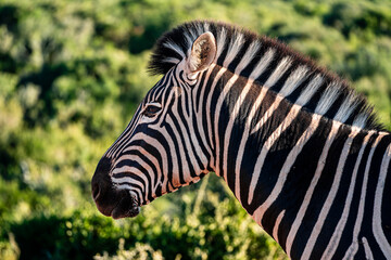 Addo Elephant Park Wildlife, South Africa
