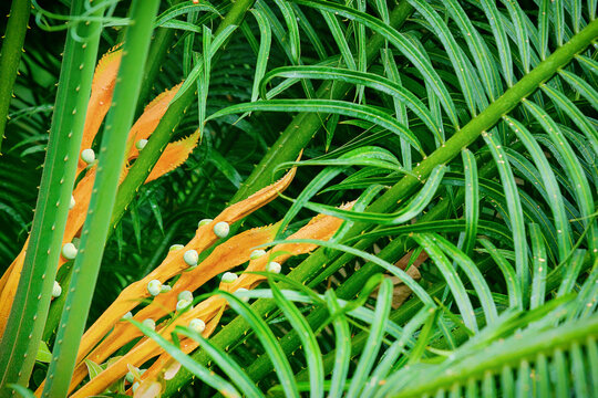 Female Cycas seemannii cycad plant showing orange megasporophylls with green ovules and fronds, detailed macro photography of exotic gymnosperm in tropical botanical garden
