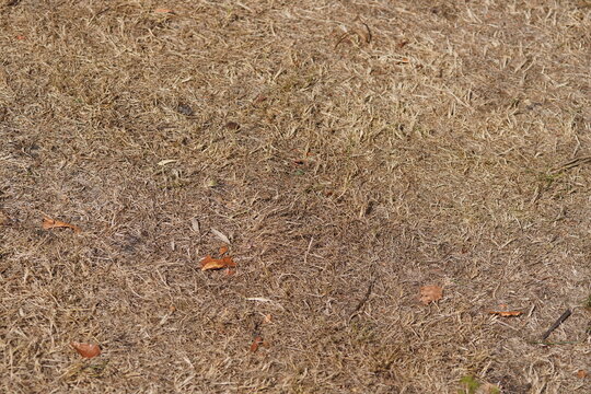 Close up desiccated grass in a dry lawn in a Dutch garden. Hot summer, August, Netherlands