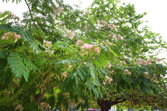 Albrizia Julibrissin trees in Spain
