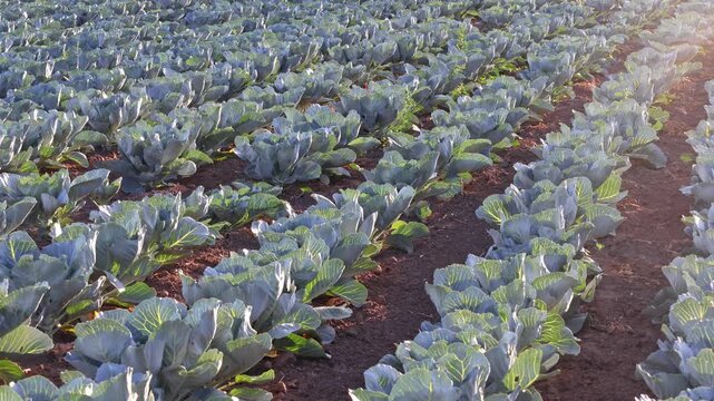 Cabbage plants grow in straight rows in a large field at sunrise. The land is rich and ready for harvest. Farmers tend to crops in this rural area early in the day