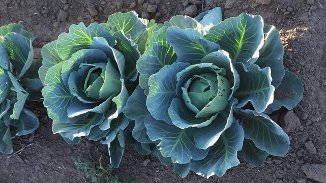 This shows fresh cabbage plants growing close to the ground in a garden. The plants have large green leaves and are in the soil. It is a clear day with sunlight