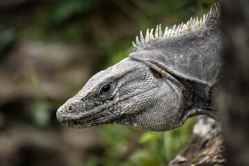 Close up profile portrait of wild iguana in Belize 2025 © Lukas