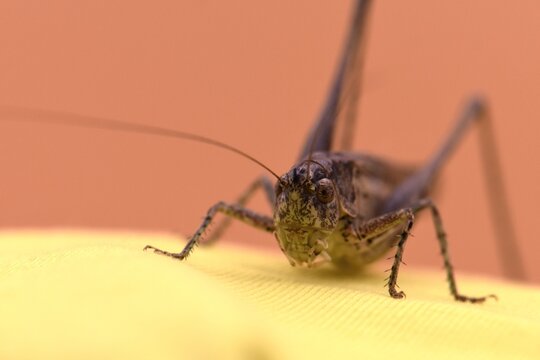 Grasshopper isolated in studio on a yellow background macro photography