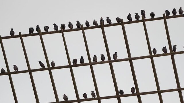 Extra zoomed in on a group of common starlings (Sturnus vulgaris) sitting on the blade of a windmill in Kinderdijk windmill area