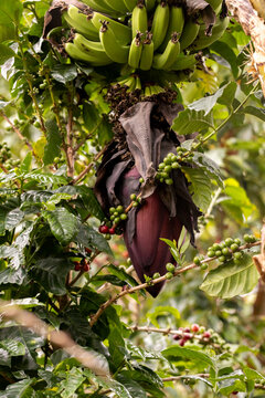 Coffee plant branch with flowers, fruit and banana blossom background
