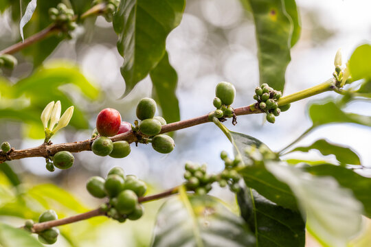 Coffee branch with red cherry, green fruits and white flowers