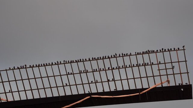 A group of common starlings (Sturnus vulgaris) sitting on the blade of a windmill in Kinderdijk windmill area