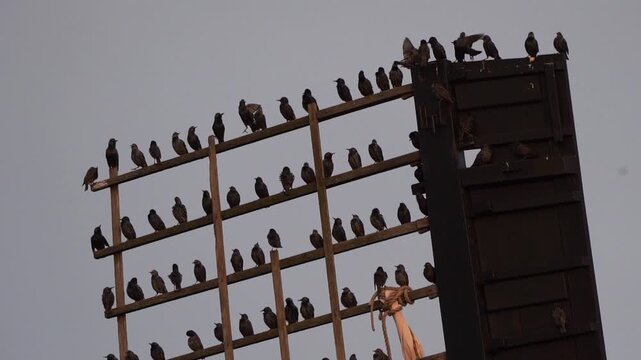 A group of common starlings (Sturnus vulgaris) sitting on the blade of a windmill in Kinderdijk windmill area and many starlings are squabbling over a spot on a crossbeam
