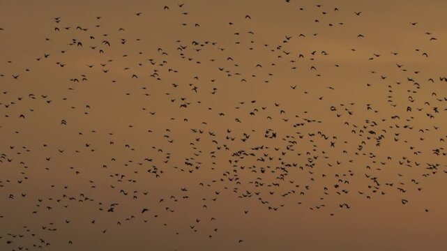 A flock of of common starlings (Sturnus vulgaris) flying during the golden hour in the evening and passing the blade of a windmill in Kinderdijk windmill area - slow motion