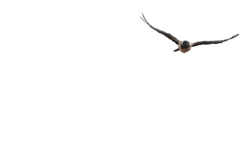 Obraz premium A Hooded Crow, isolated against a transparent background, gliding toward the camera with its wings spread wide from a direct head-on angle.