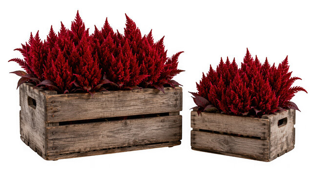 Two rustic wooden crates filled with vibrant red celosia flowers isolated on transparent background