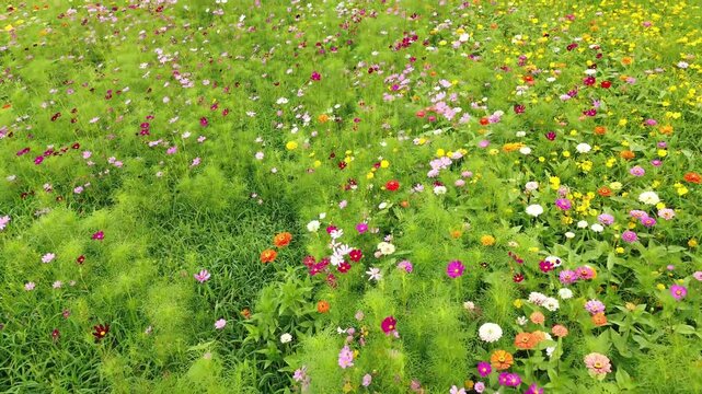 Low POV flyover of Dix Park wildflower field near downtown Raleigh