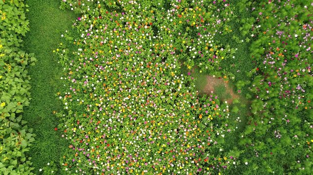 Aerial pull-away view of Dix Park sunflower and wildflower fields near downtown Raleigh